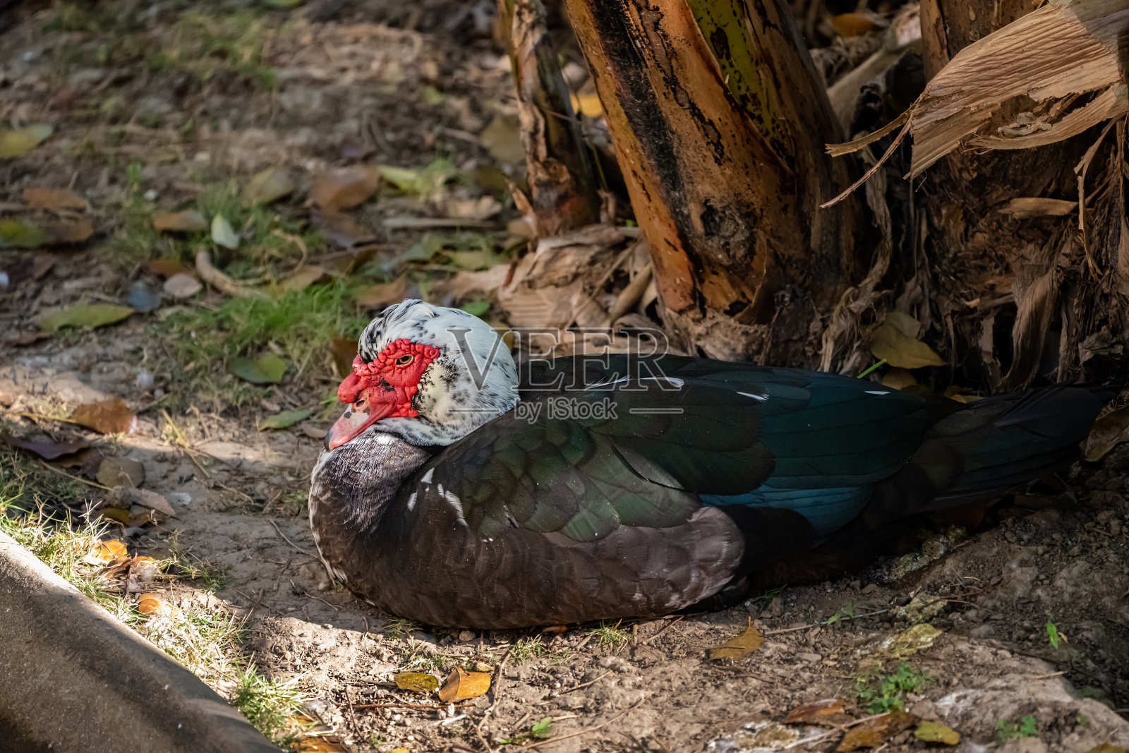 坐在草地上的番鸭或帕托·克里奥洛。照片摄影图片