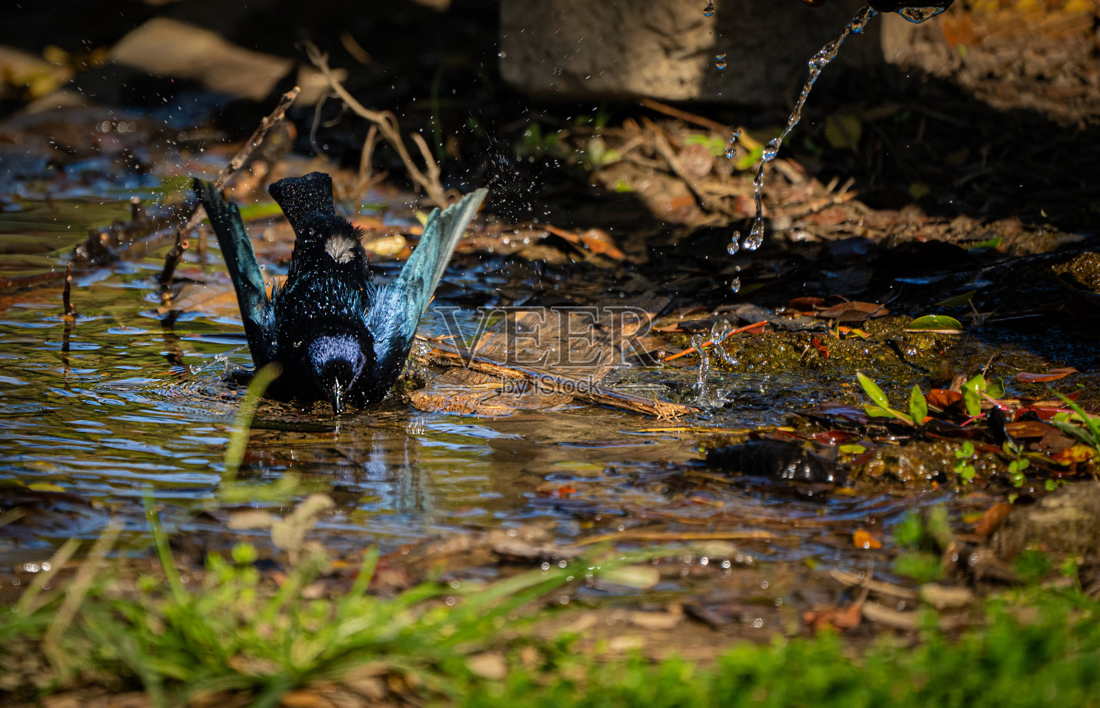 托多·雷尼格里多在水里玩耍。照片摄影图片