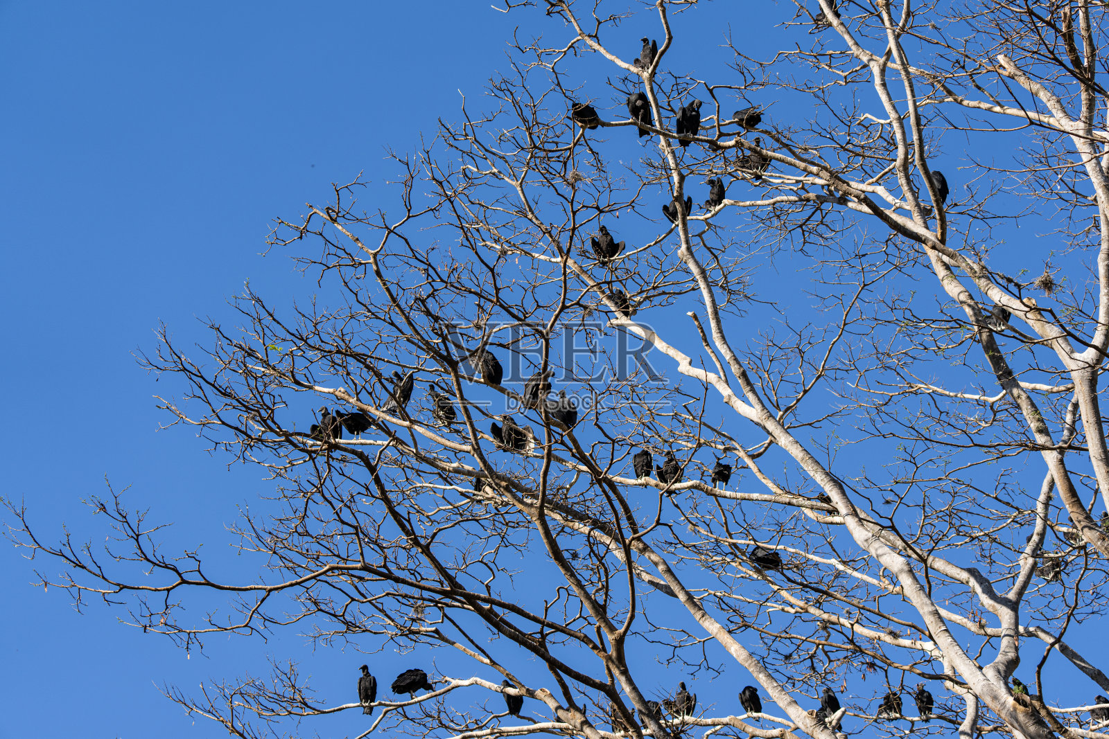 一群秃鹫栖息在树上。照片摄影图片