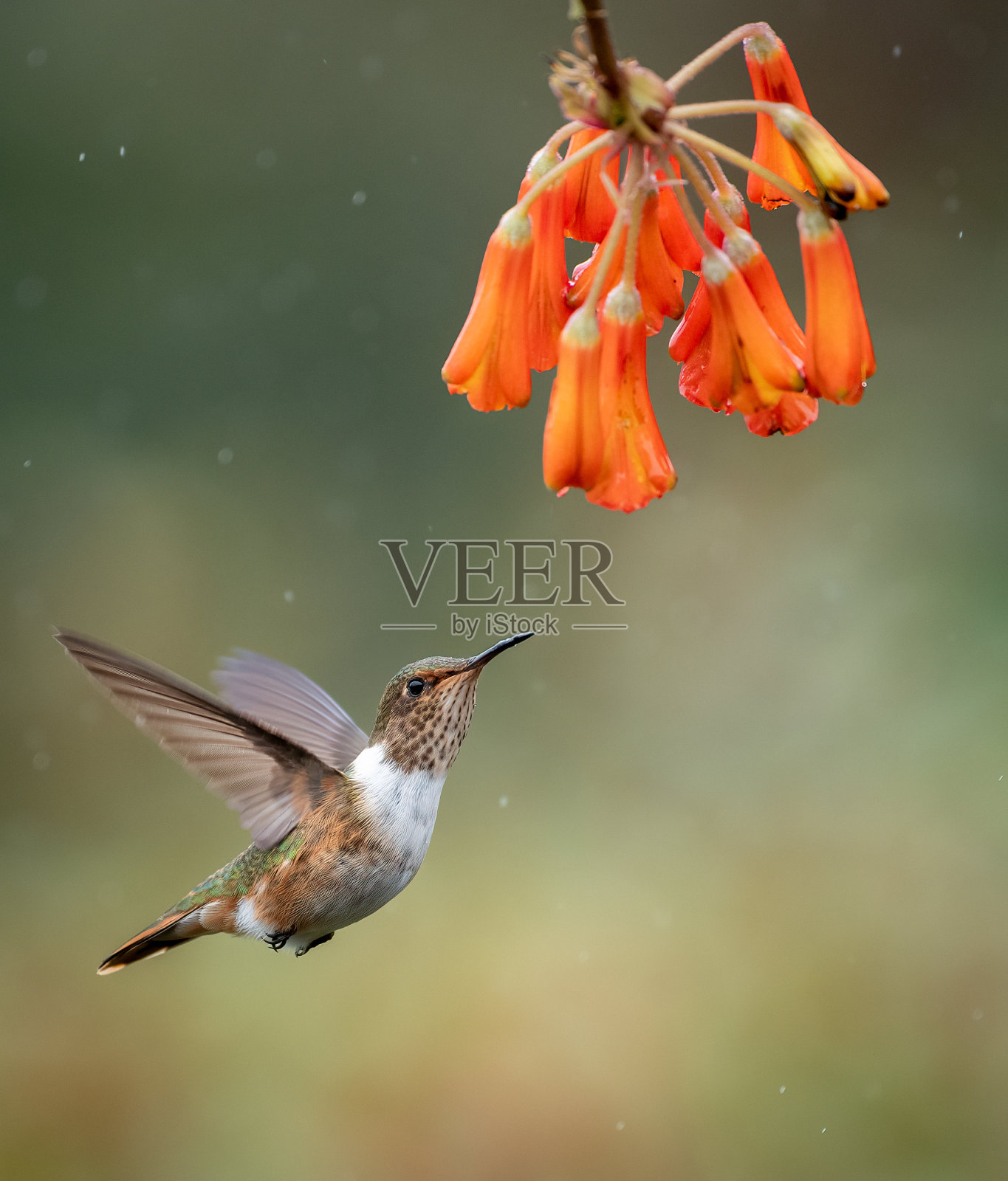 哥斯达黎加的蜂鸟照片摄影图片