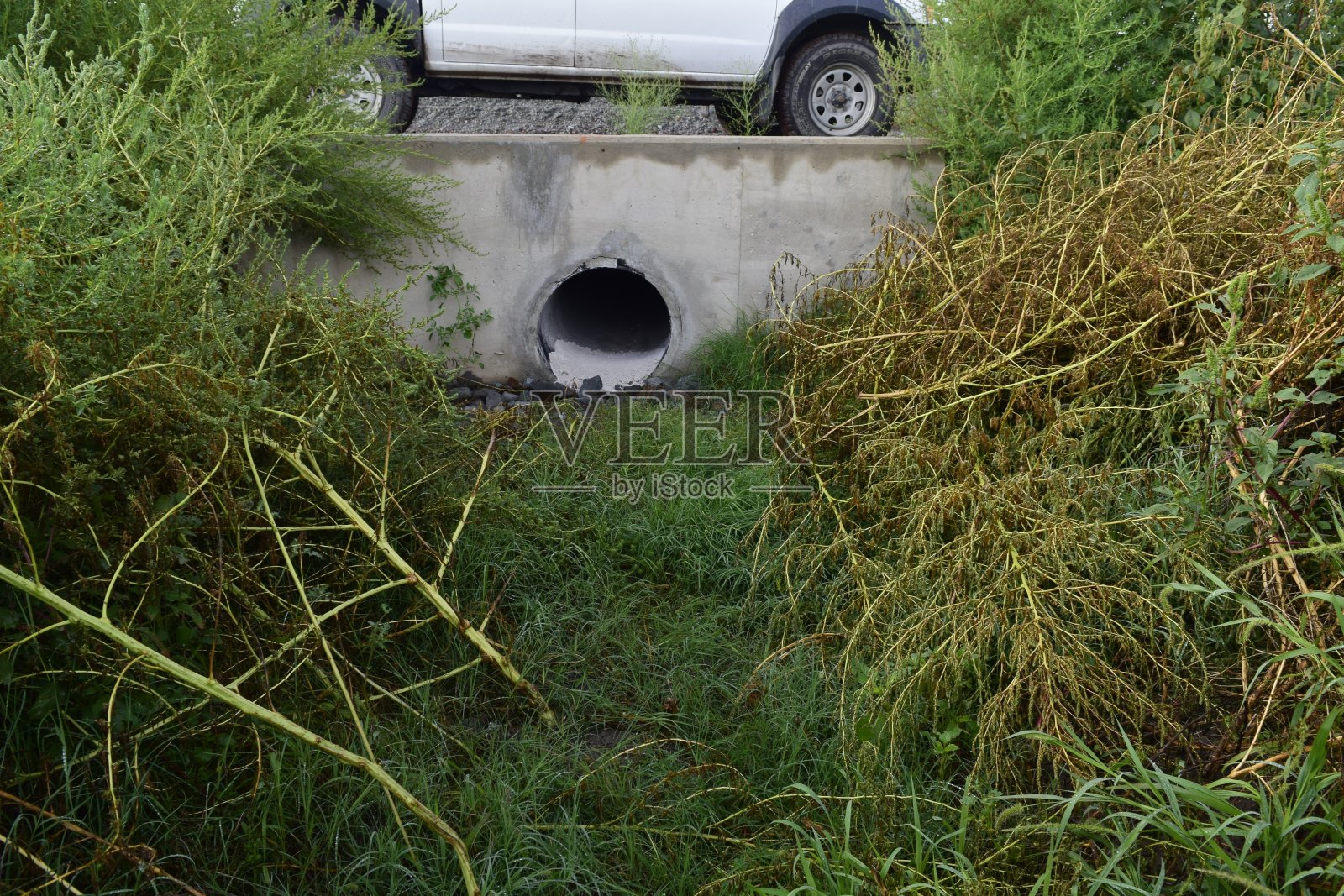 昆虫,毛毛虫,虫子照片摄影图片