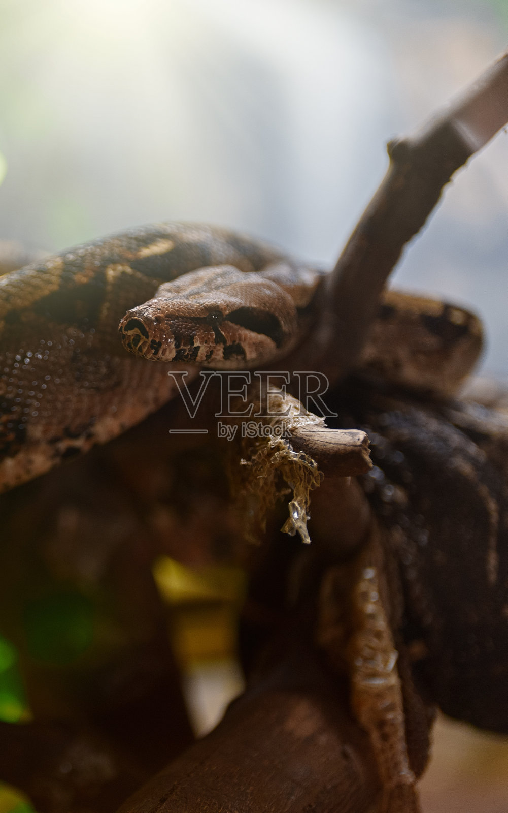 动物园里休息的非洲岩蟒。照片摄影图片
