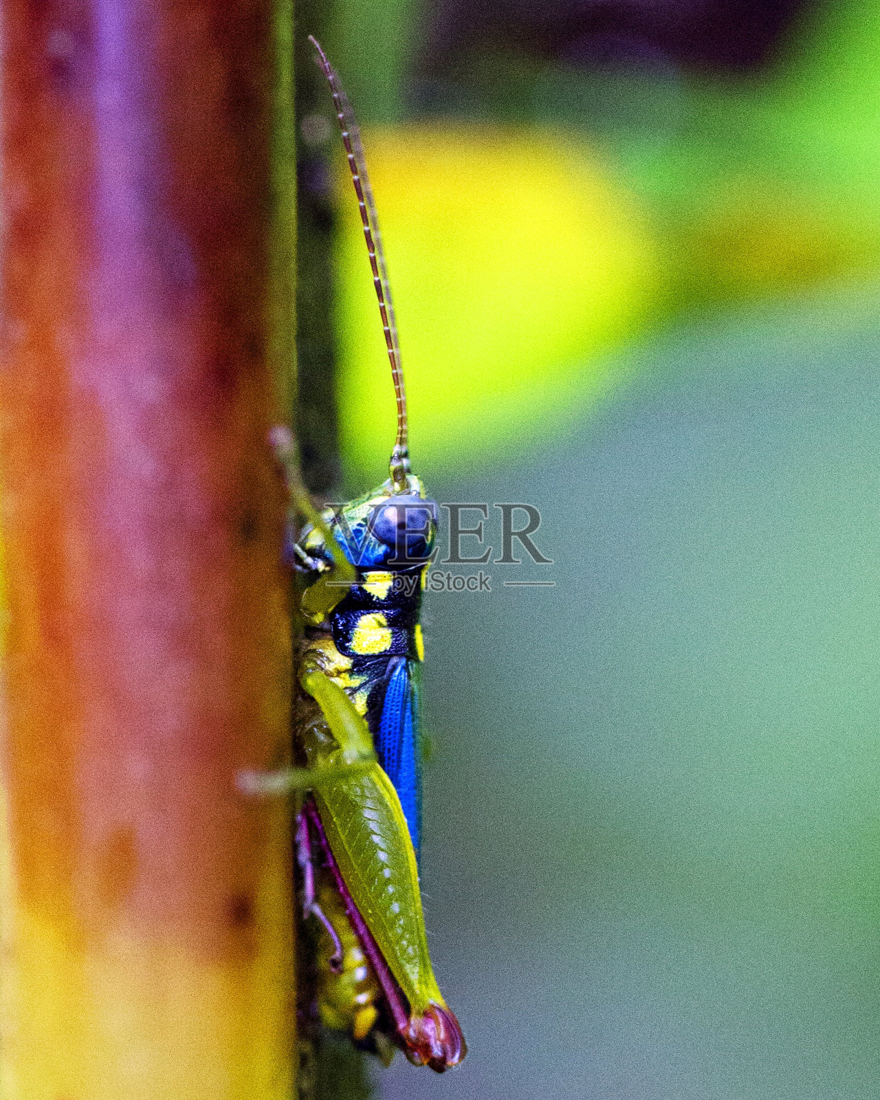 在玻利维亚的Rurrenabaque，马迪迪国家公园内的亚马逊丛林中，一只彩色蚱蜢的宏观图像。照片摄影图片