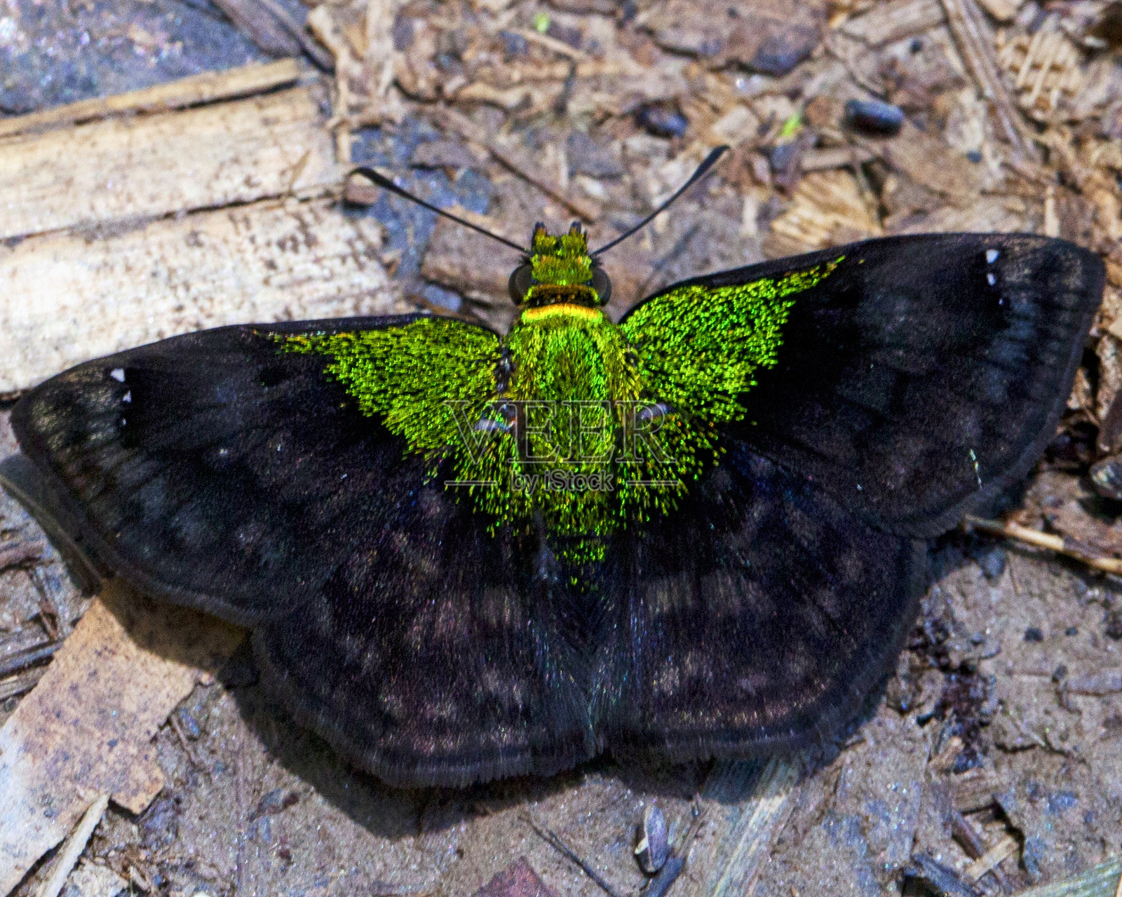 在玻利维亚的Rurrenabaque，马迪迪国家公园内的亚马逊丛林里，一只彩色的、奇异的荧光绿蝴蝶坐在地上的宏观图像。照片摄影图片