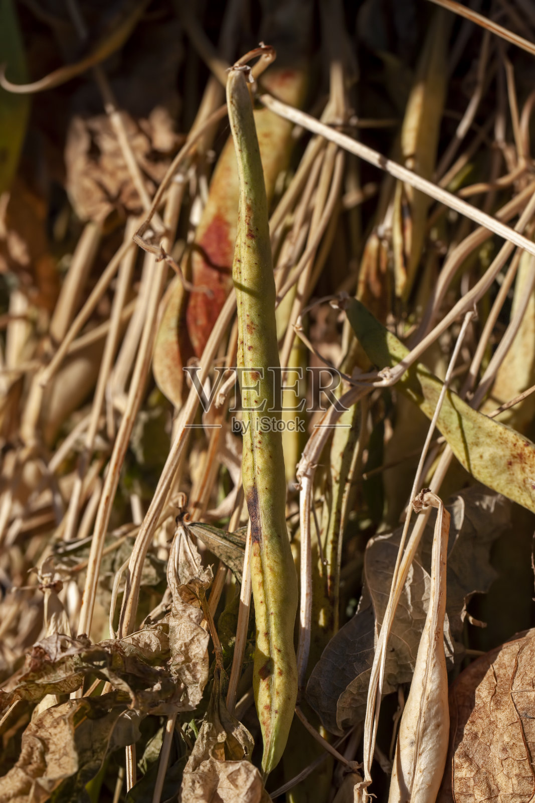 在户外晾晒植物时收获的豆子照片摄影图片