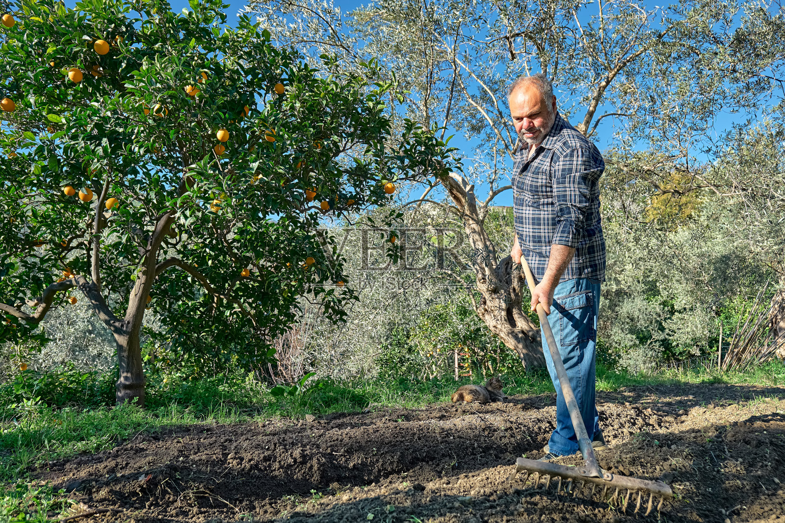 园丁为春天播种准备土壤。在菜园里，人们用锄头或耙子犁地照片摄影图片