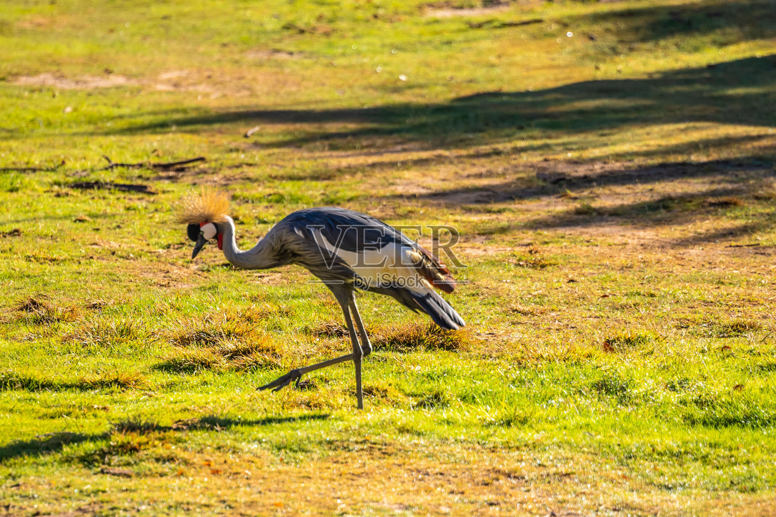 亚利桑那州图森市的一只灰冠鹤照片摄影图片