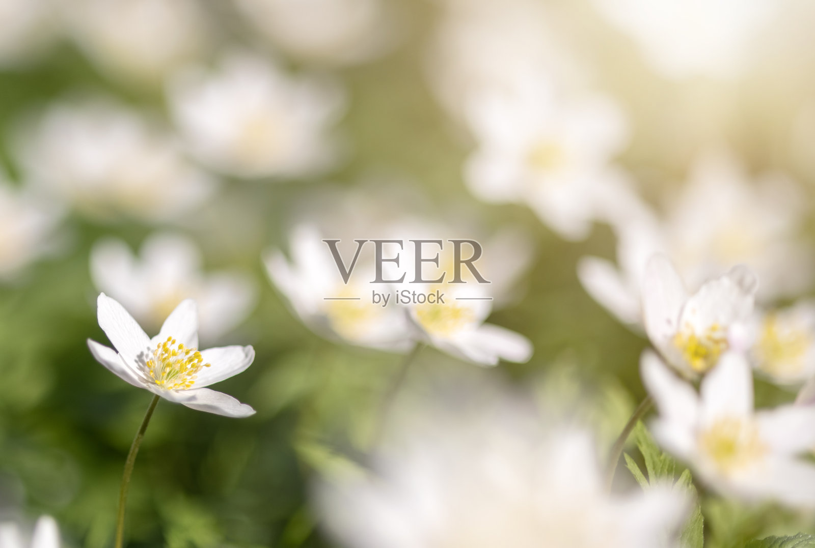 银莲花小花在明亮模糊的环境照片摄影图片