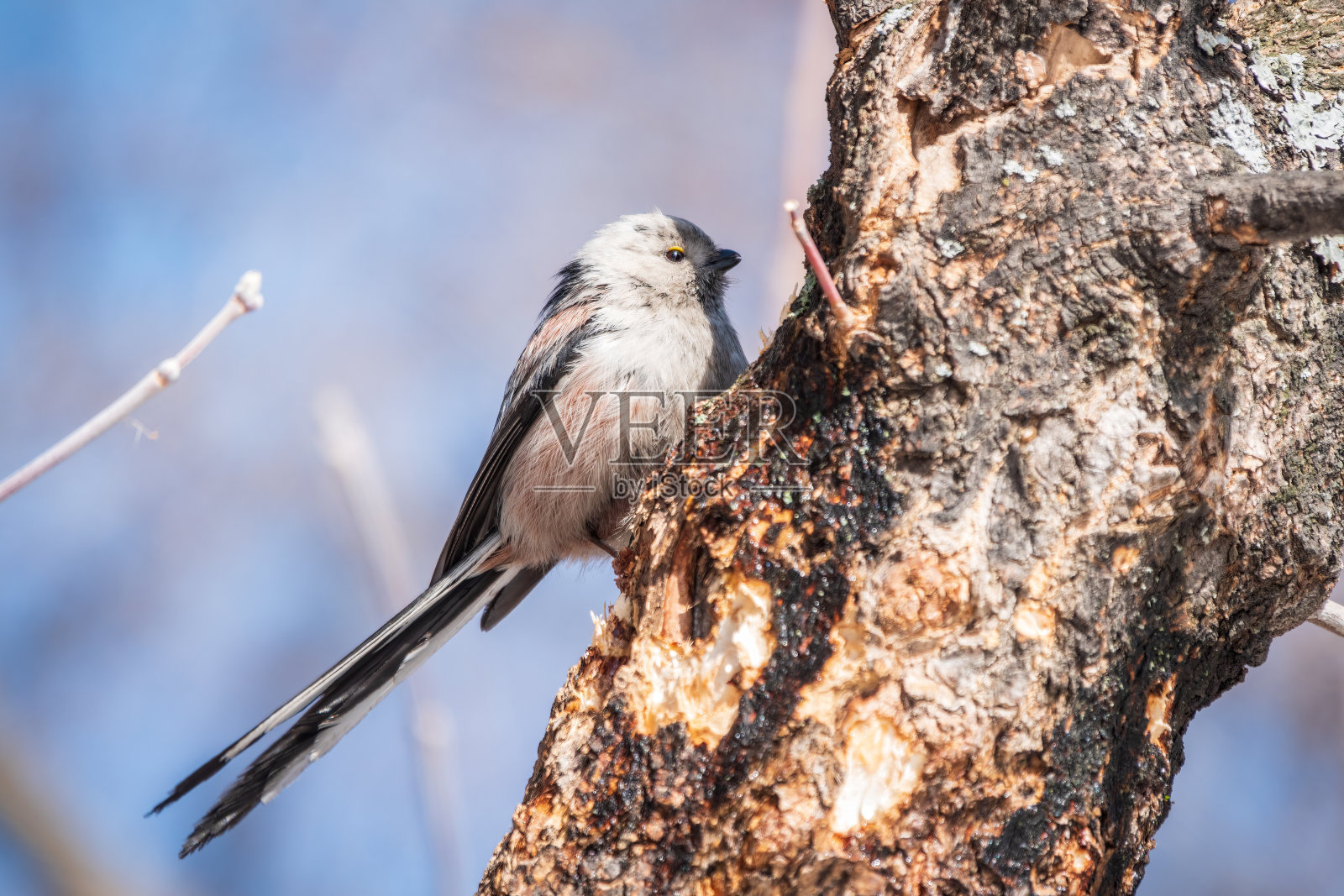 欧洲长尾山雀，拉丁名Aegithalos caudatus。一只鸟栖息在落叶林的树枝上。照片摄影图片