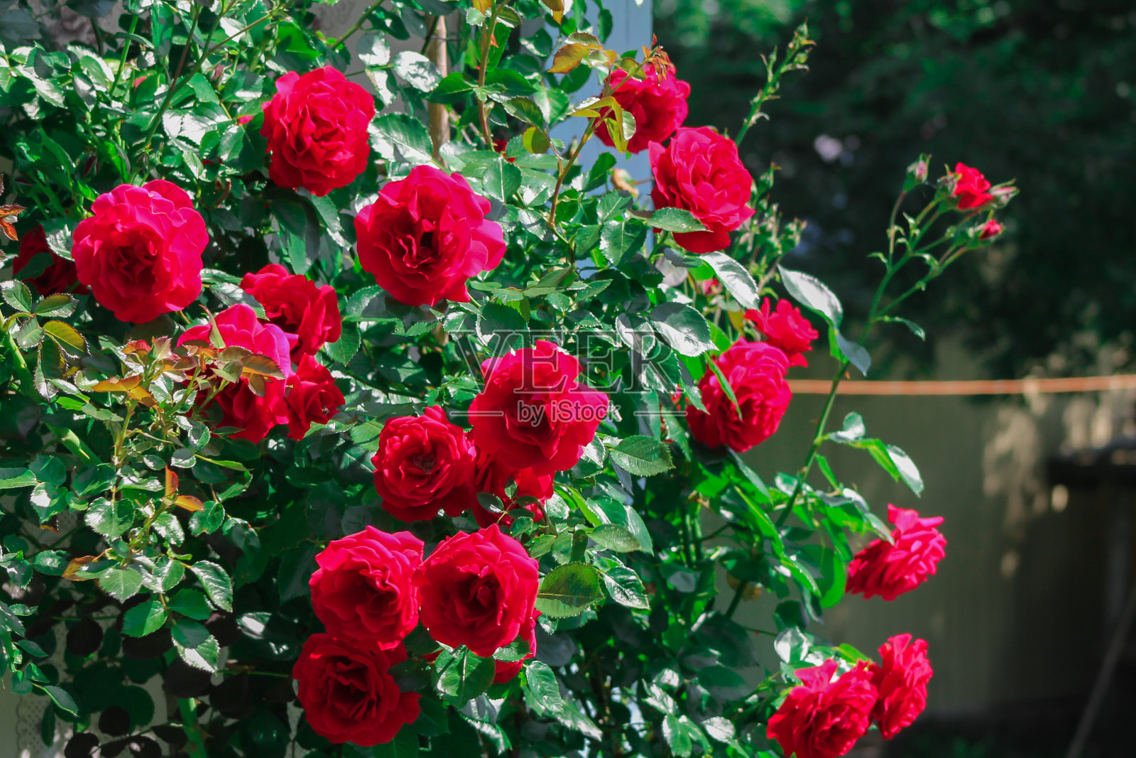 绿色背景上的红玫瑰灌木照片摄影图片