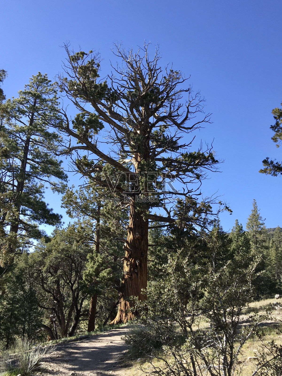 加州大熊红杉照片摄影图片