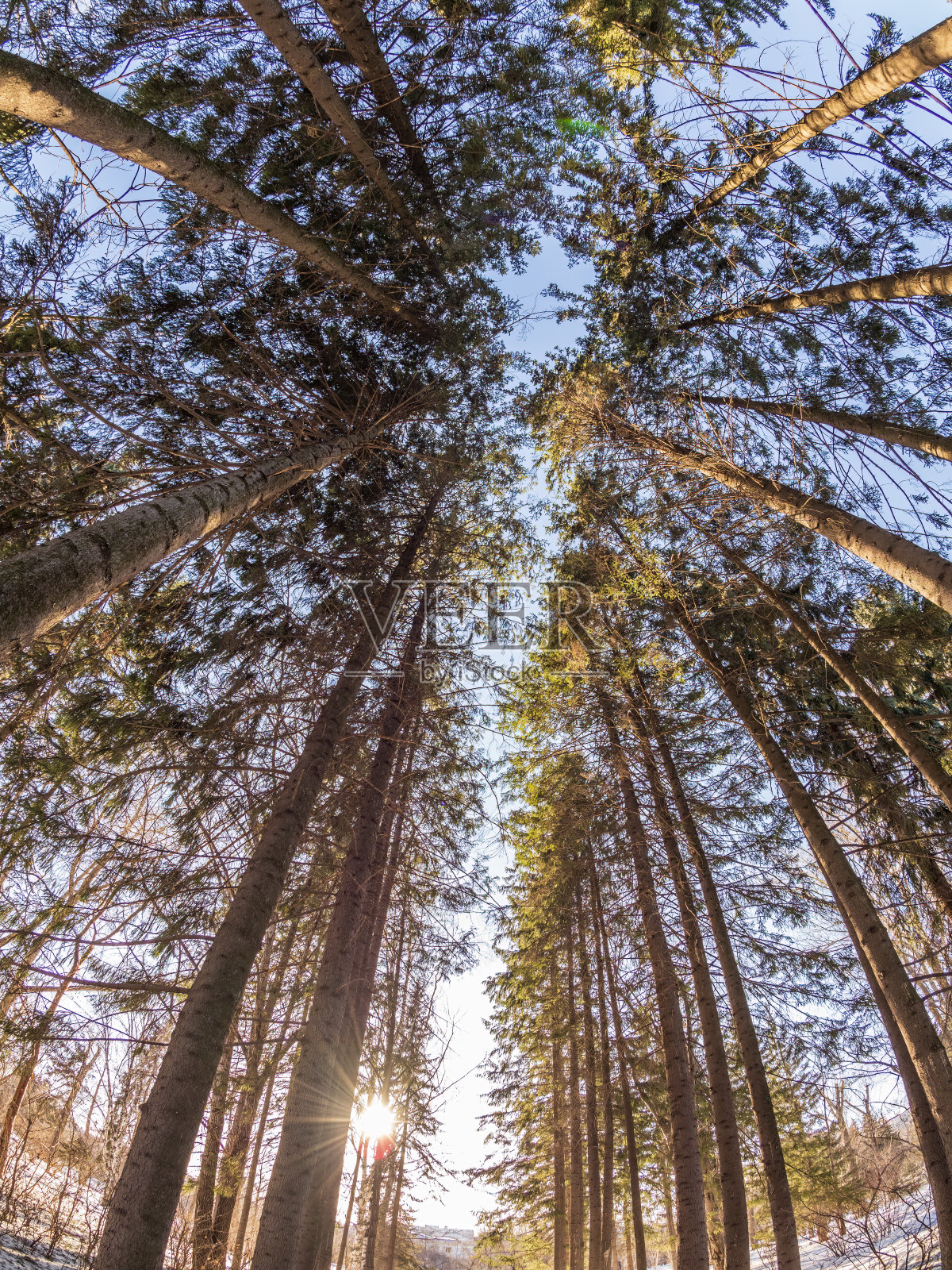 阳光明媚的冬日公园里的松树和桦树照片摄影图片