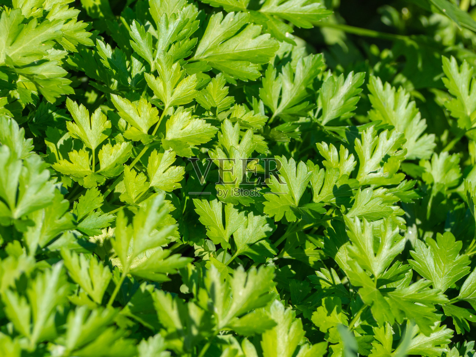 天然的食物背景是绿色的欧芹叶。照片摄影图片