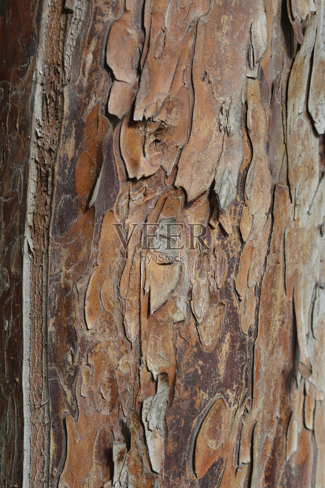 爱尔兰紫杉照片摄影图片