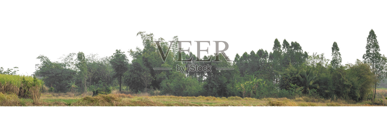 在白色背景上孤立的绿色树木。森林和树叶在夏天的印刷和网页与切割路径和alpha通道照片摄影图片