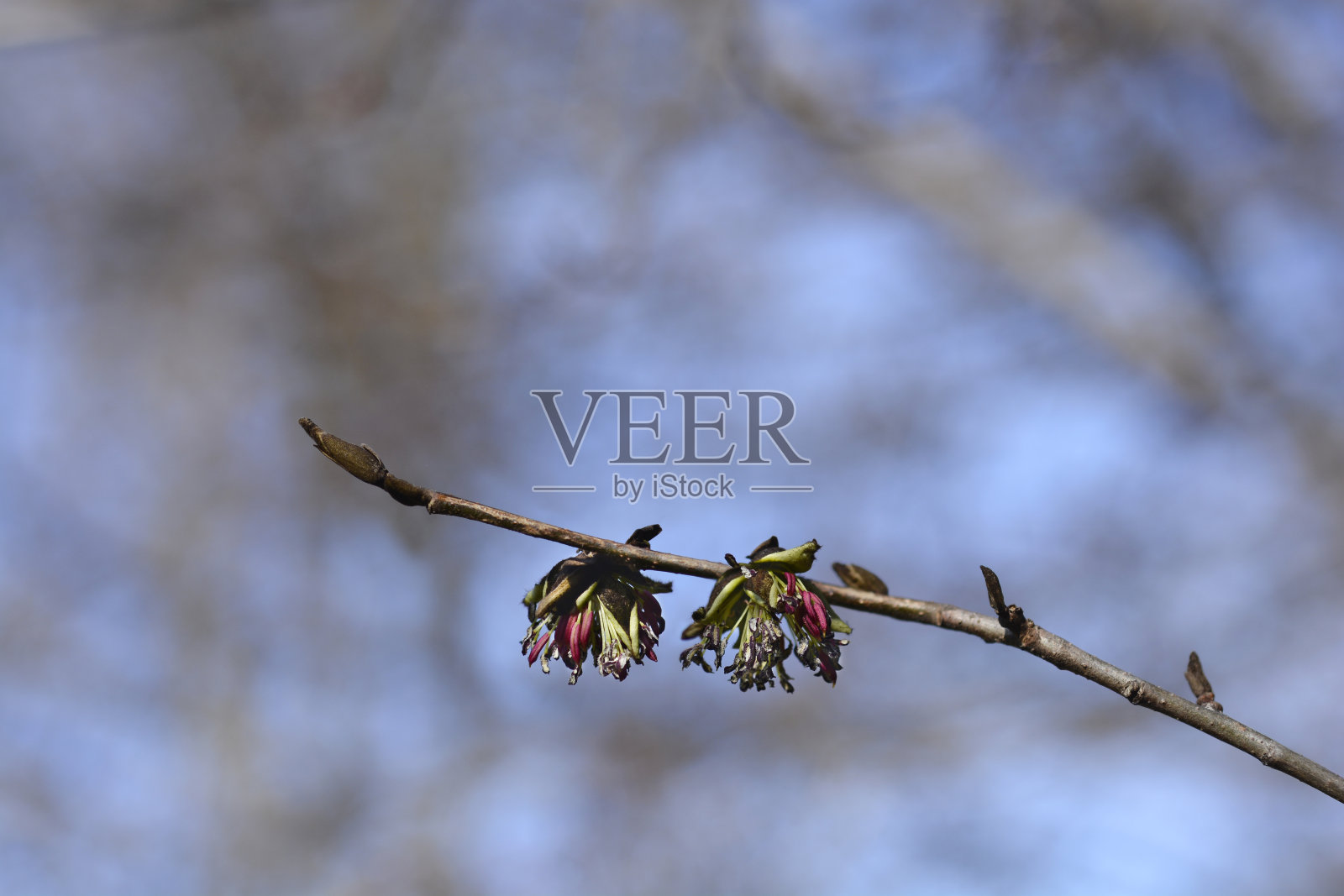 波斯铁木照片摄影图片