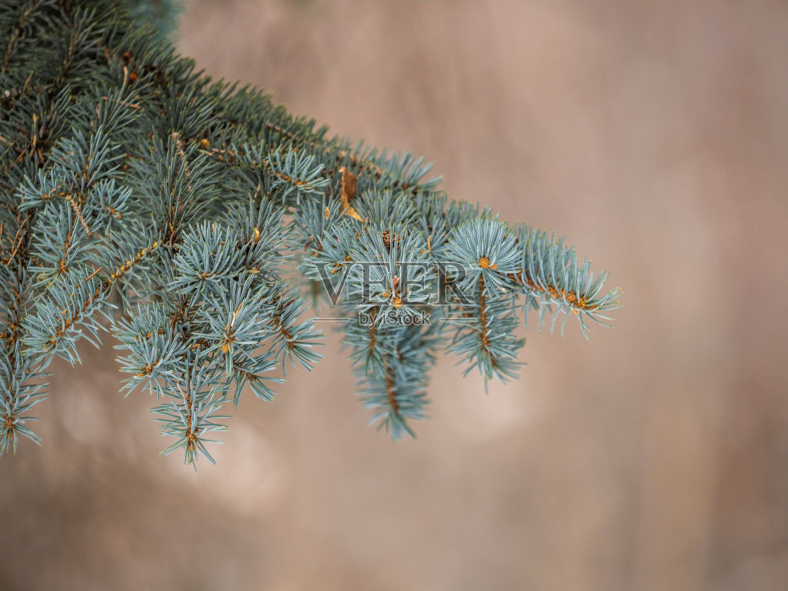 冷杉枝头的针叶在夕阳的余晖中摇曳照片摄影图片