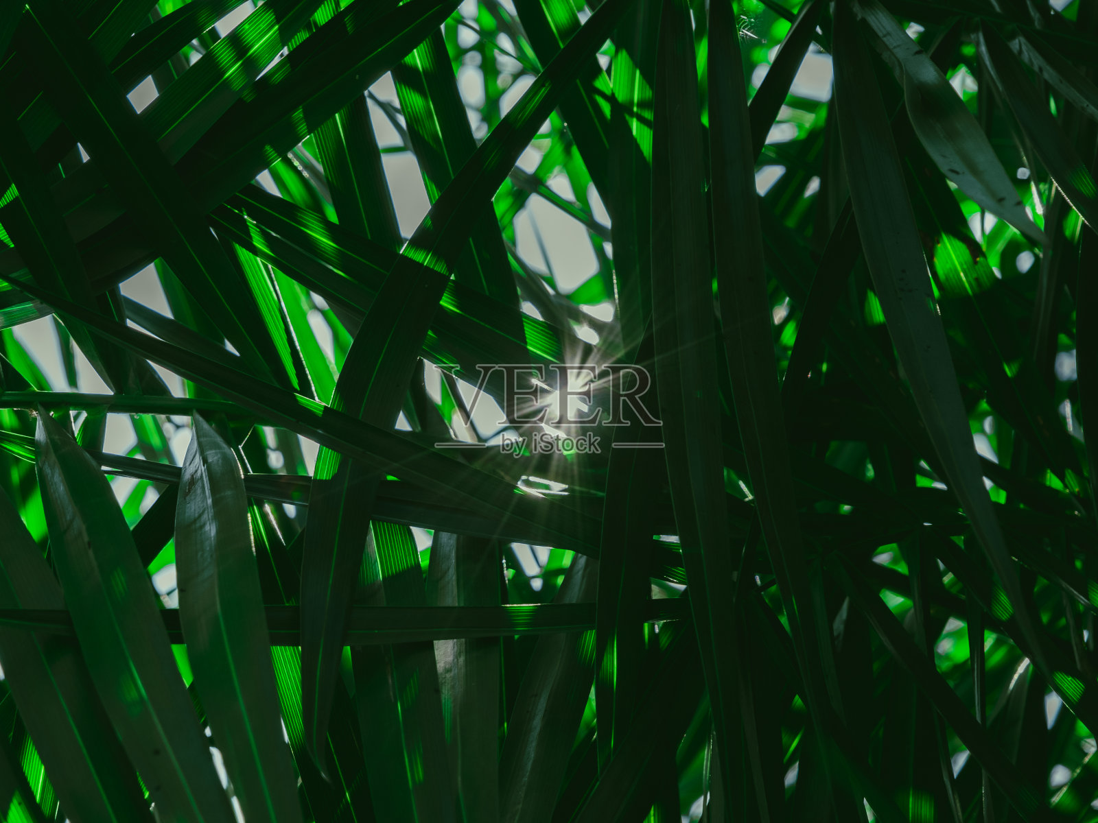 清晨阳光下新鲜的热带棕榈叶。花园里棕榈树的叶子。森林植物的自然墙纸。照片摄影图片