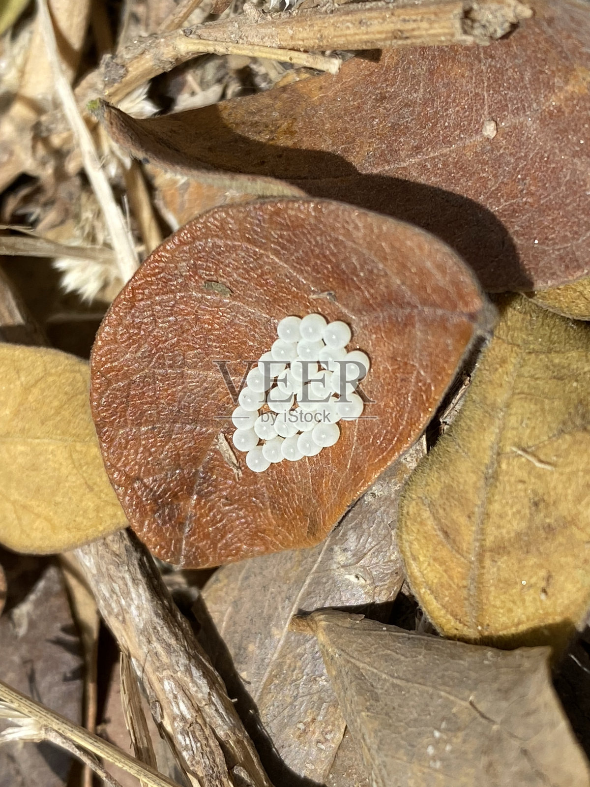 Hermetia illucens的蛋，黑兵苍蝇。蛋白质动物饲料成分。照片摄影图片