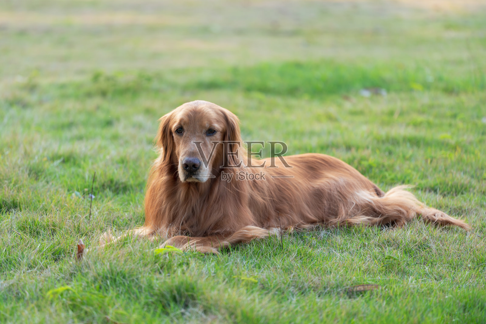 那只金毛猎犬躺在草地上照片摄影图片