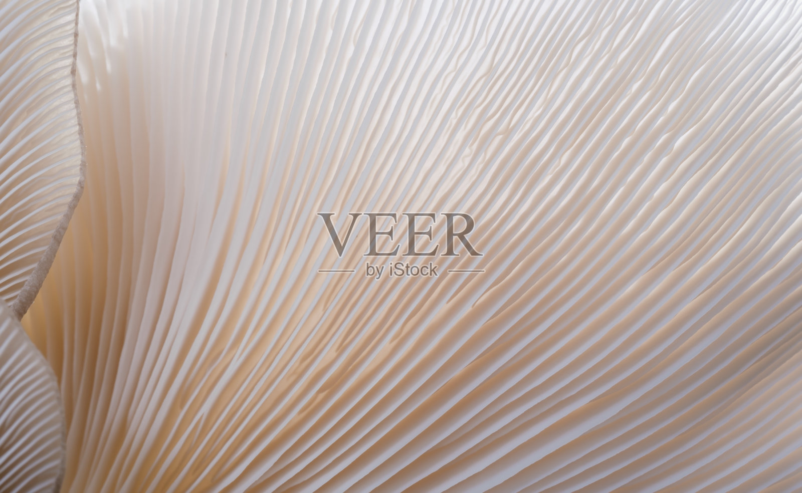 大型蘑菇植物，美丽的自然背景照片摄影图片