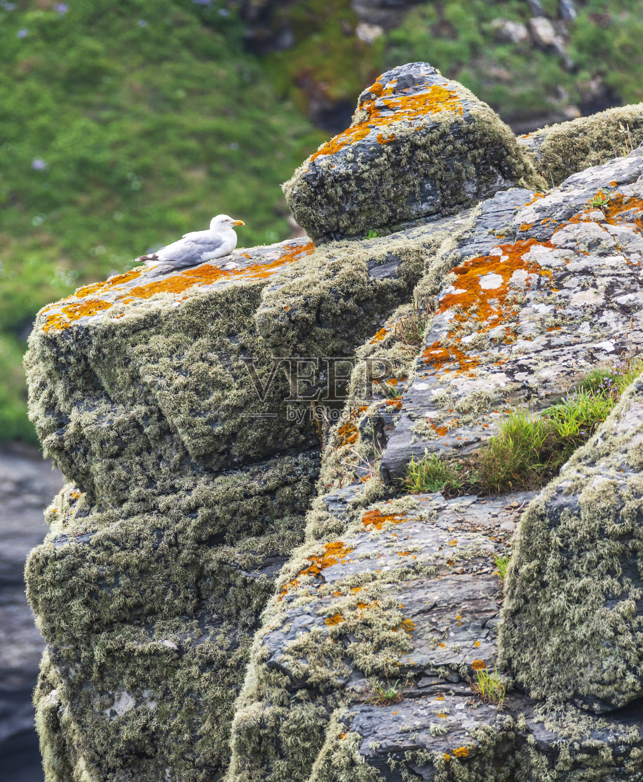 在英国康沃尔郡南部的蜥蜴半岛的悬崖上休息的海鸥。照片摄影图片