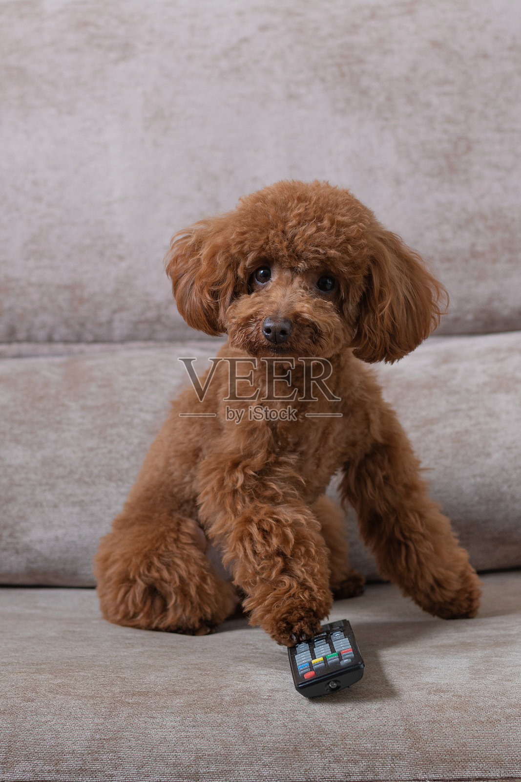 玩具卷毛狗坐在沙发上用遥控器换电视频道。照片摄影图片