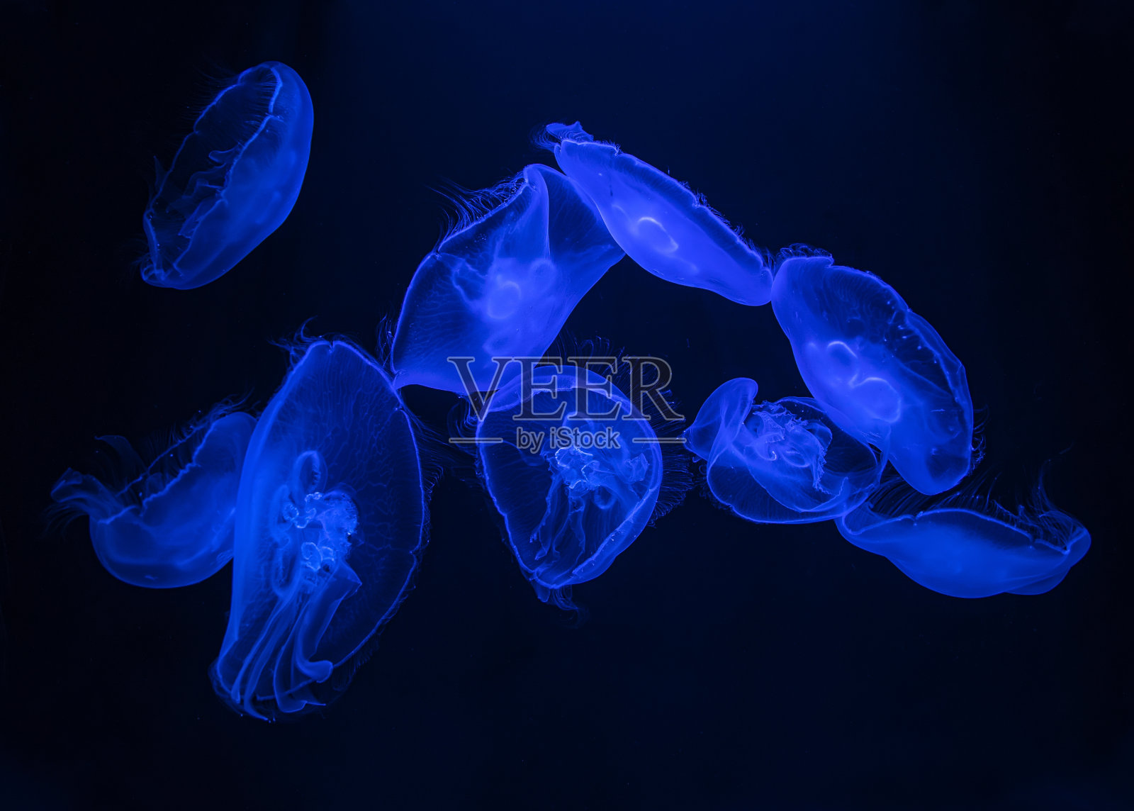 蓝色的水母漂浮在水中照片摄影图片