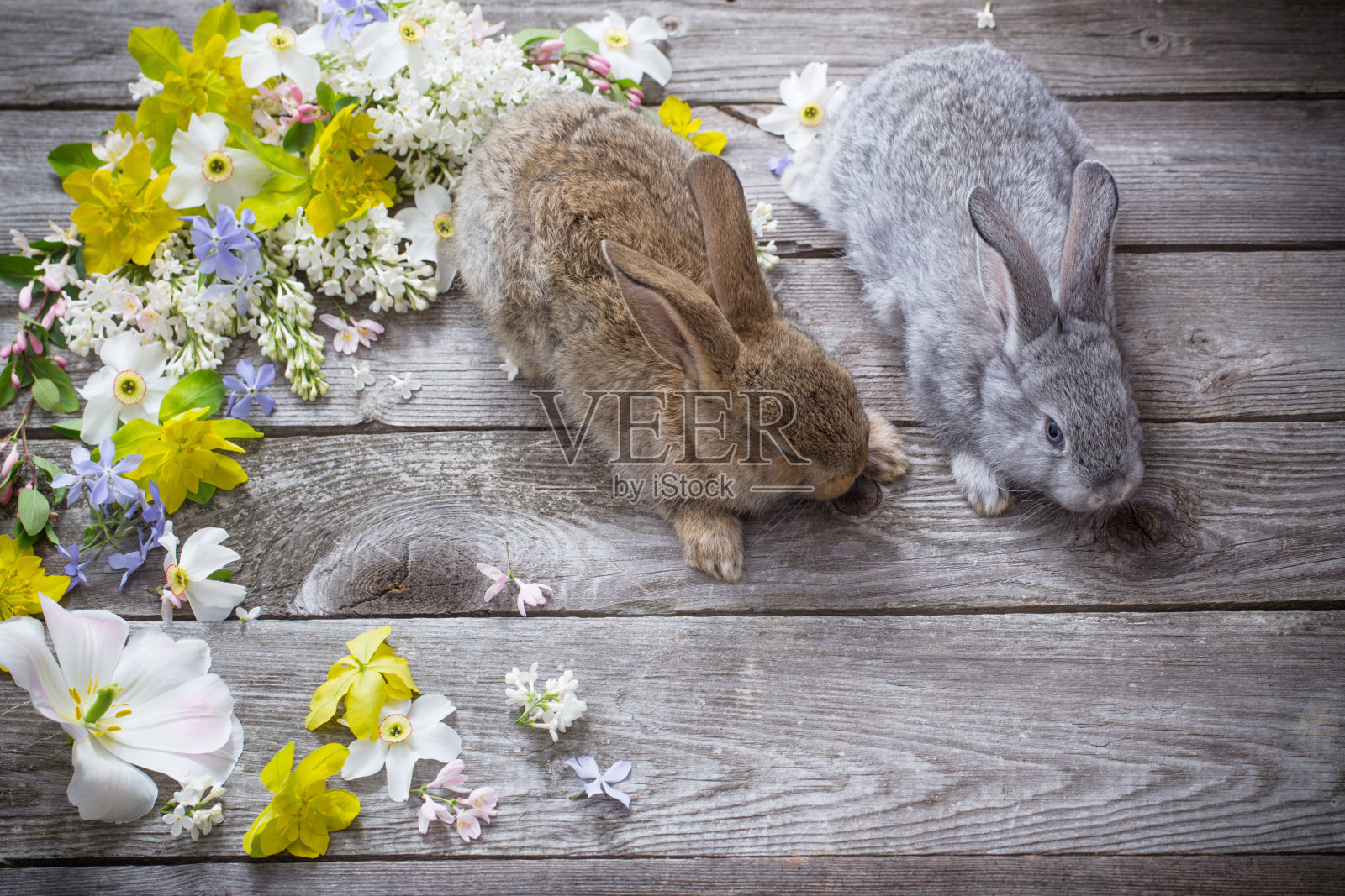 兔子与春天的花朵在古老的木制背景照片摄影图片