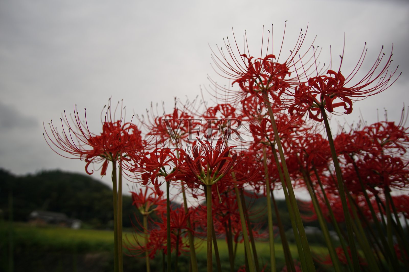 集群孤挺花照片摄影图片