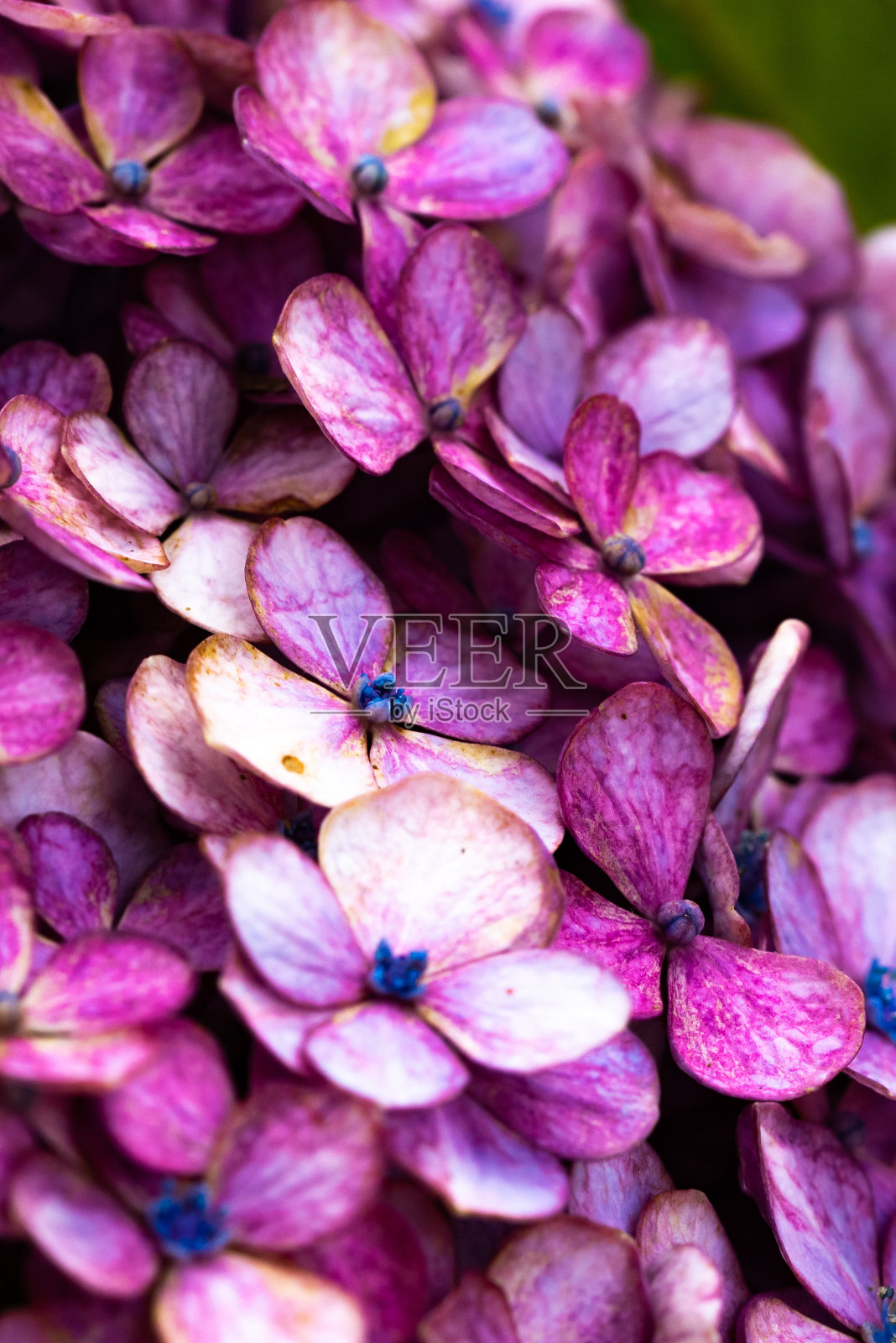 粉红色的绣球花花。照片摄影图片