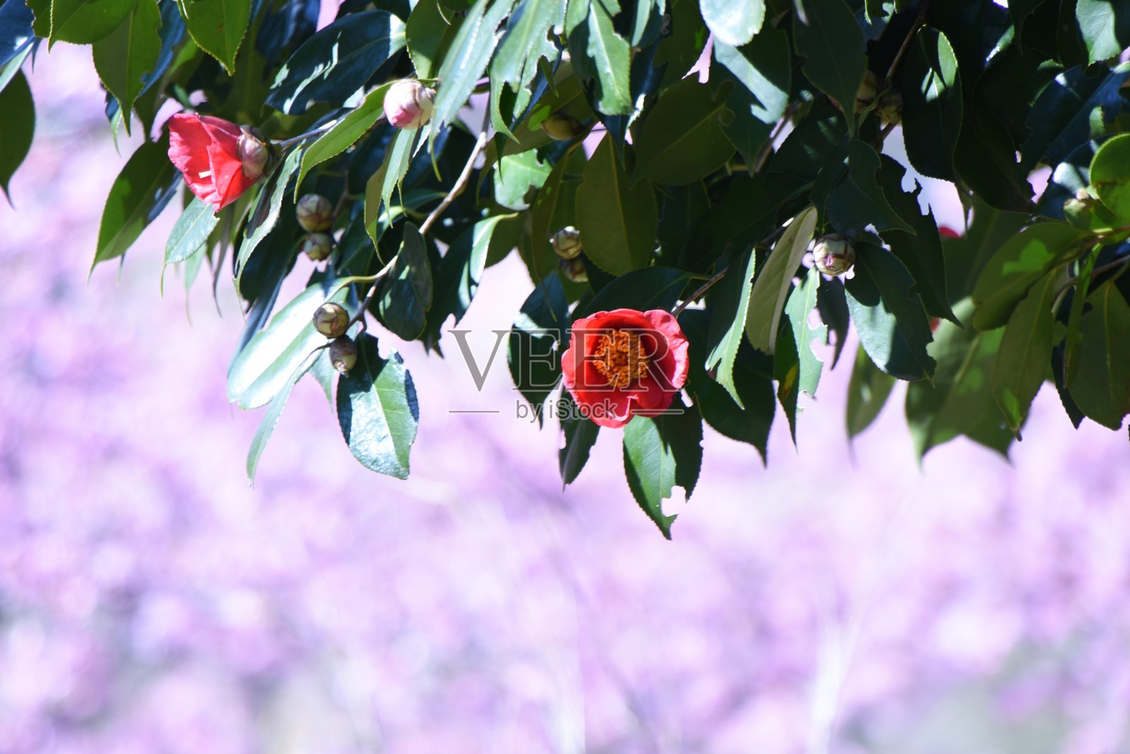 山茶花和樱花之间的合作。照片摄影图片
