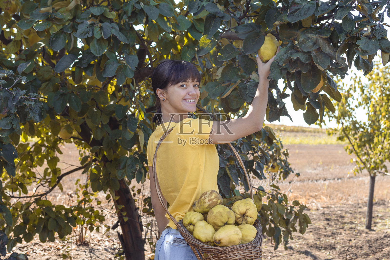 一个留着刘海的快乐的年轻女子，在果园里采集成熟的榅树叶。季节性工人。她穿着黄色的衬衫。她拿着一个装满新鲜水果的木筐。照片摄影图片