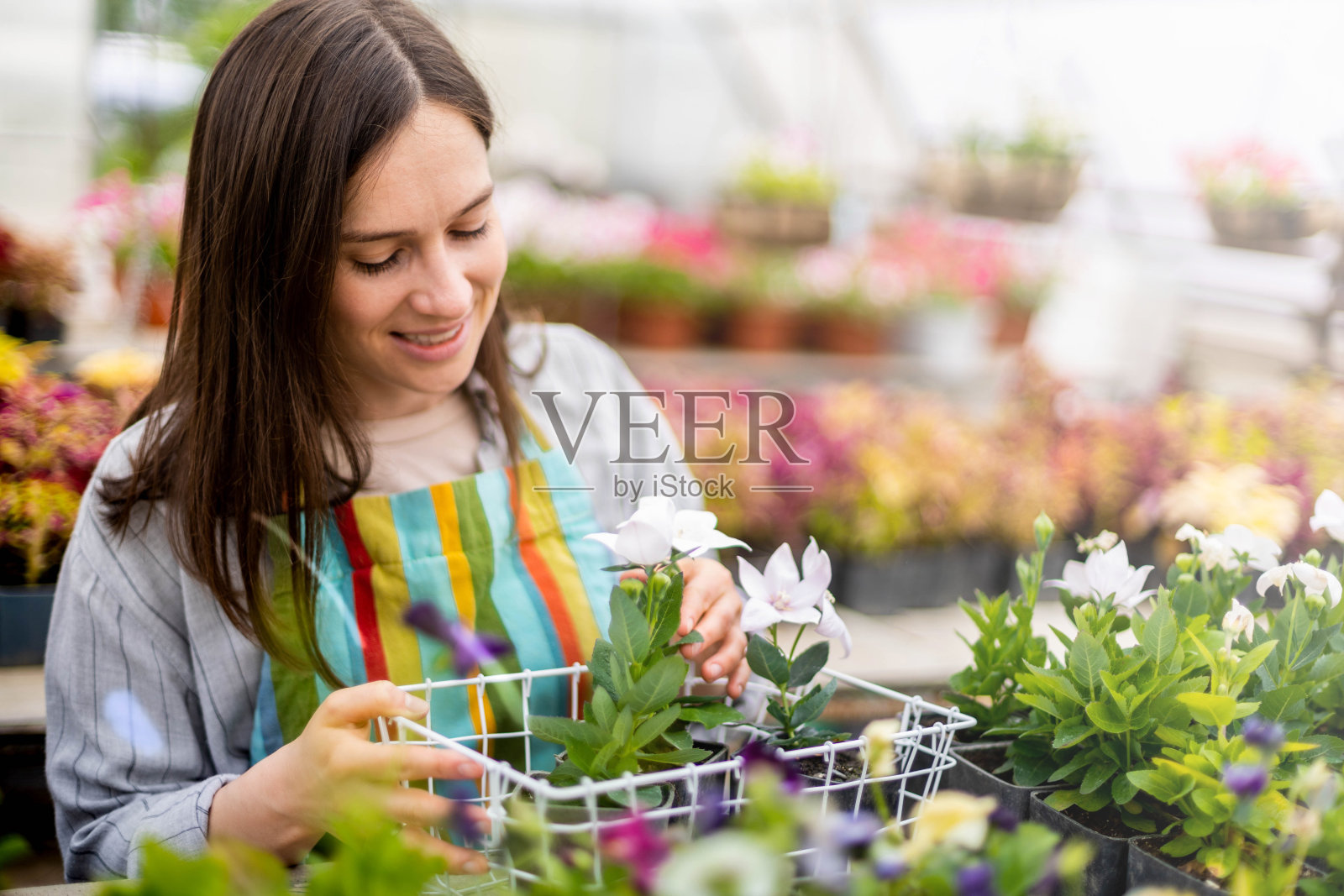 穿着围裙的女花匠在温室里摆弄花木，用盒子收集花坛照片摄影图片