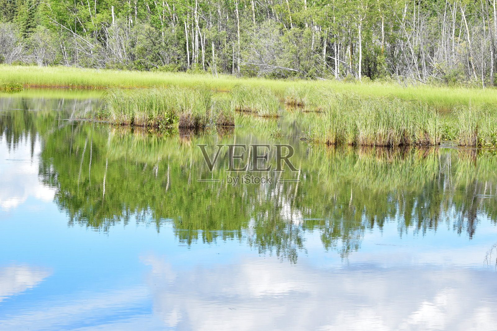 春天映在湖水里照片摄影图片