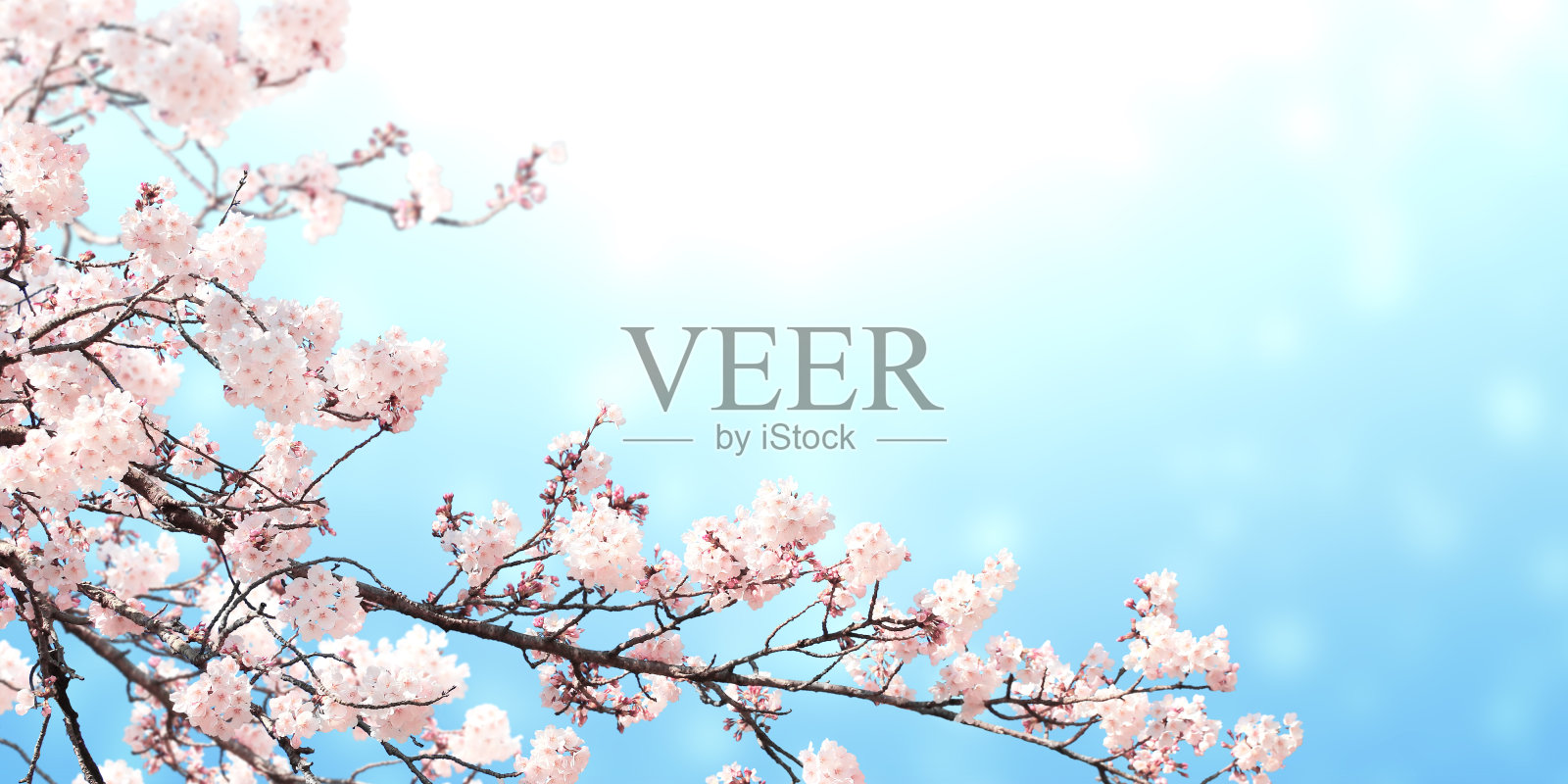 水平横幅与粉红色樱花在阳光下的背景照片摄影图片