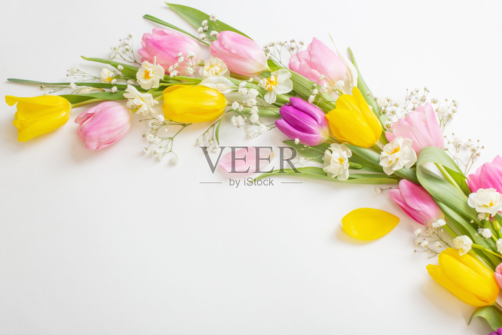 白色背景上的春花照片摄影图片