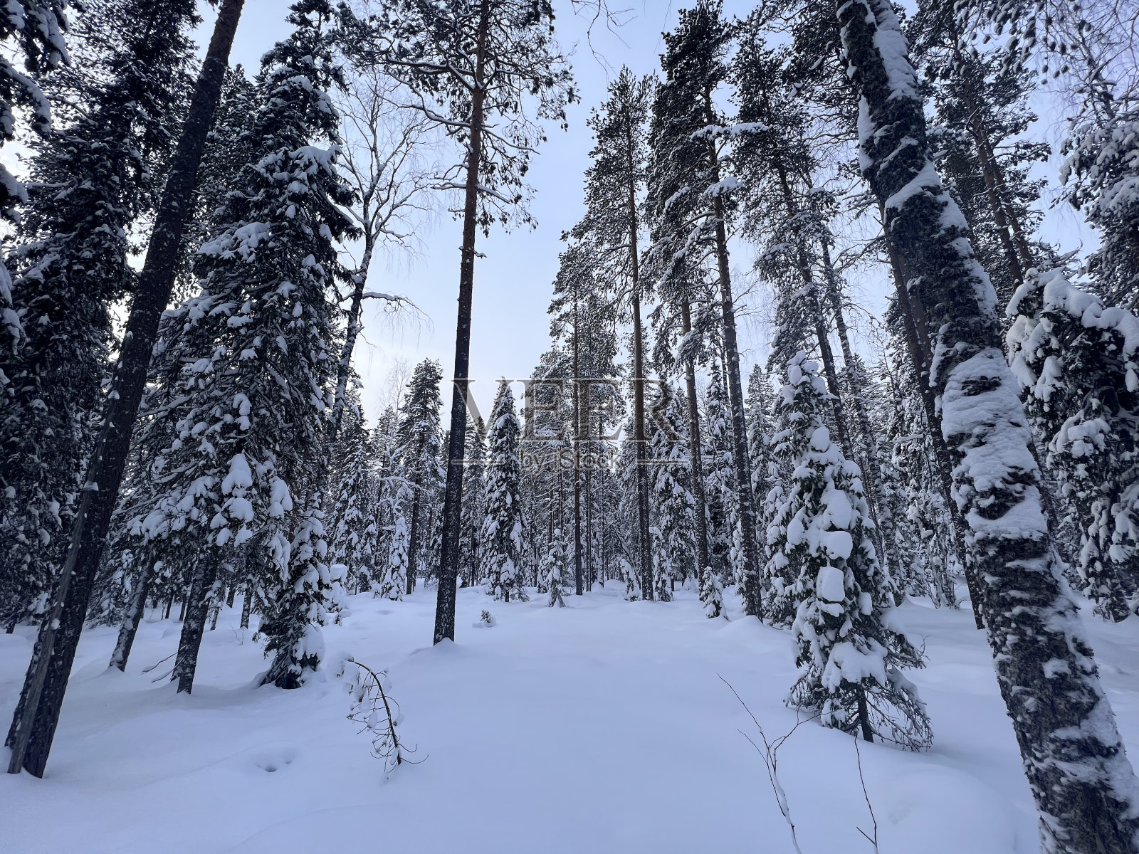 下雪的景色照片摄影图片