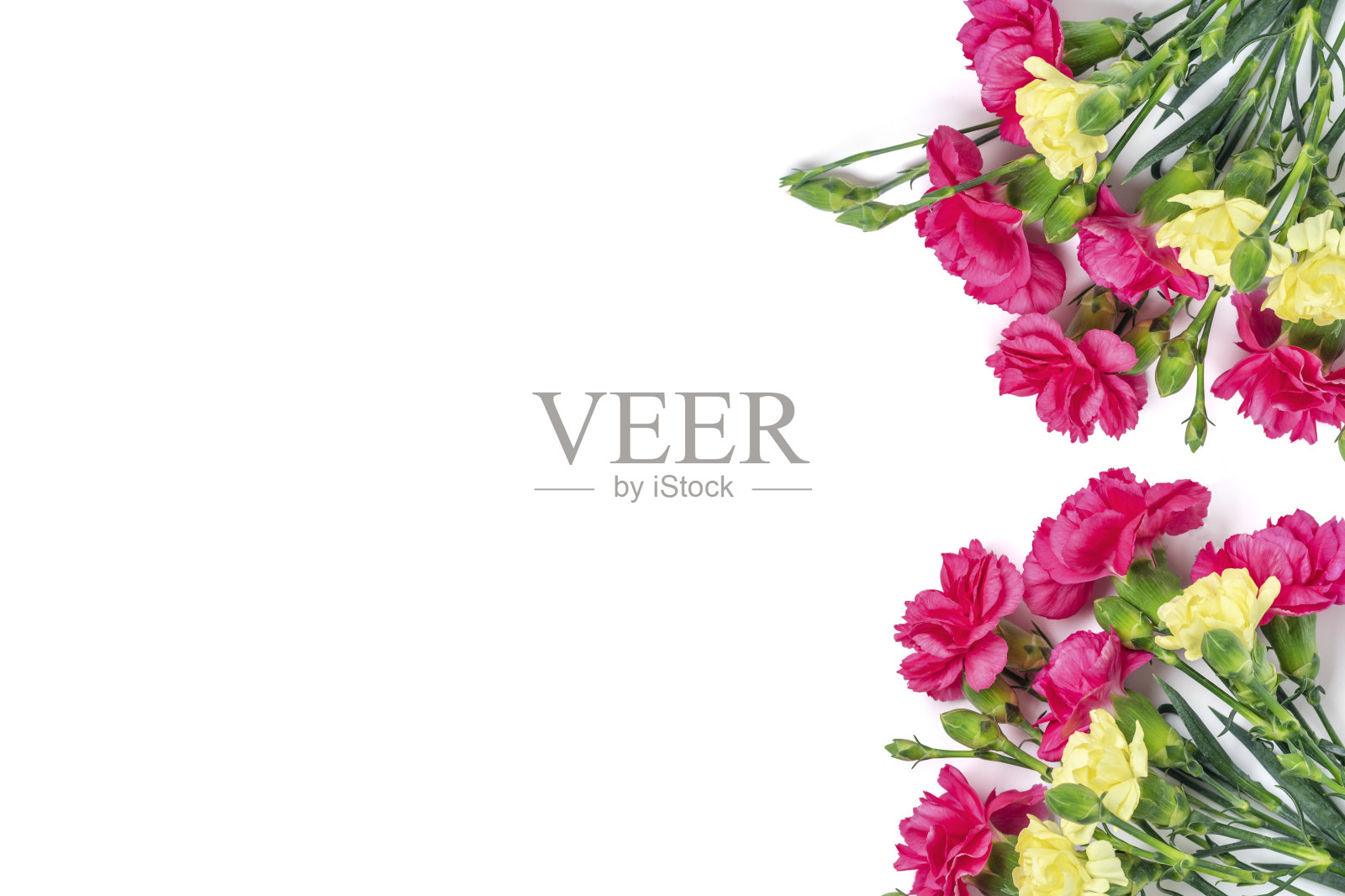 花束粉红色康乃馨花孤立在白色背景顶视图平躺假日卡片3月8日，情人节快乐，母亲的，纪念，教师节的概念复制空间照片摄影图片