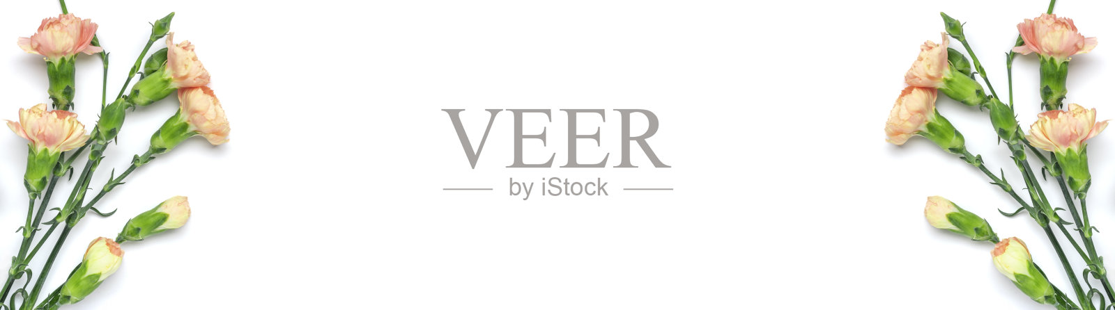 花束粉红色康乃馨花孤立在白色背景顶视图平躺假日卡片3月8日，情人节快乐，母亲的，纪念，教师节的概念复制空间照片摄影图片