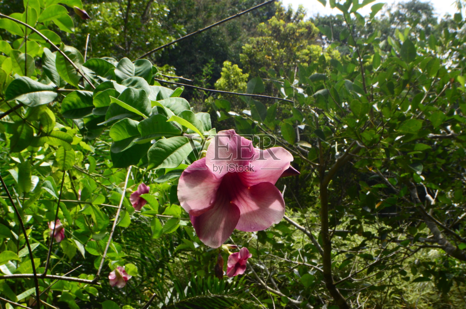 黄蔓blanchetii照片摄影图片