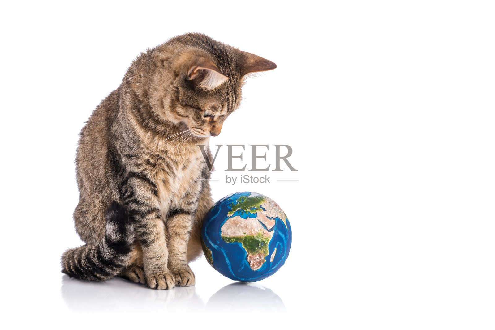 猫的世界照片摄影图片