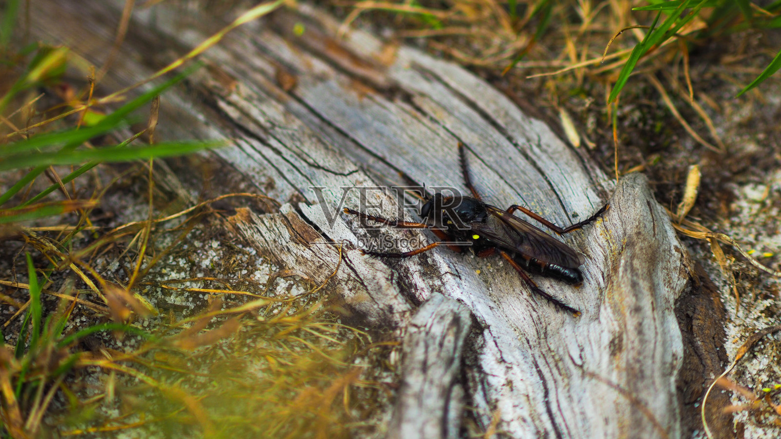 昆虫放在花上照片摄影图片