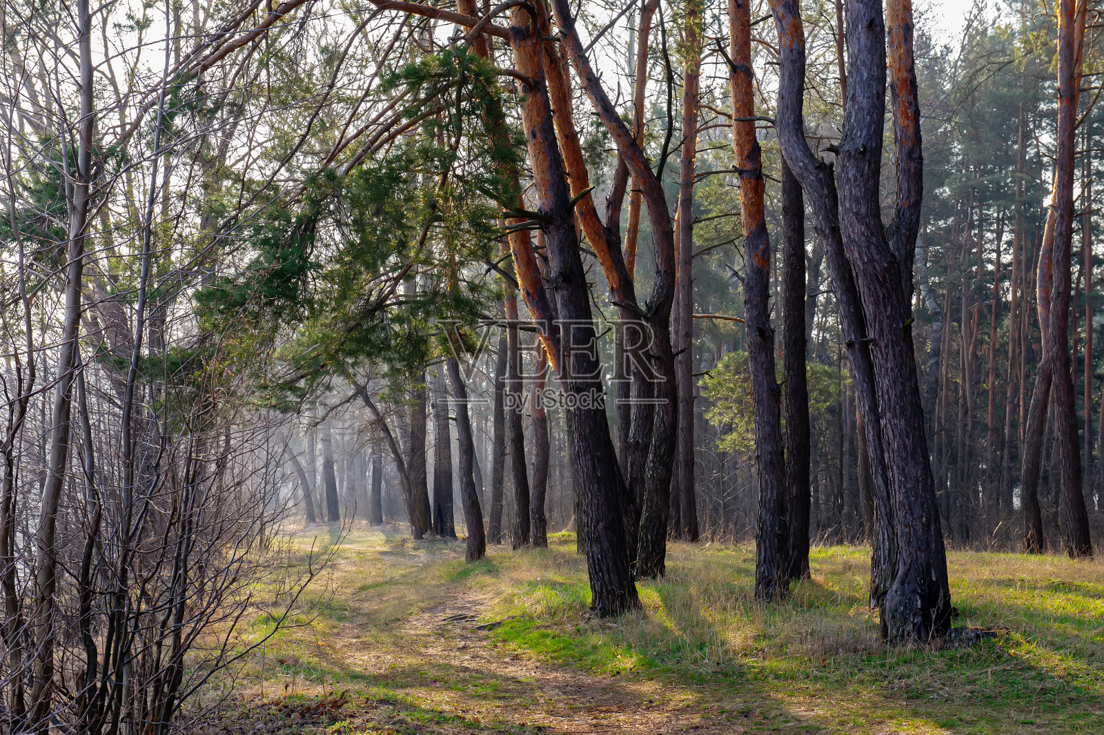 在一个阳光明媚的雾蒙蒙的早晨，松树林中的路。照片摄影图片