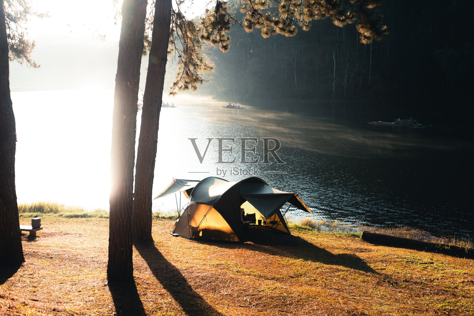 清晨松林和露营区照片摄影图片