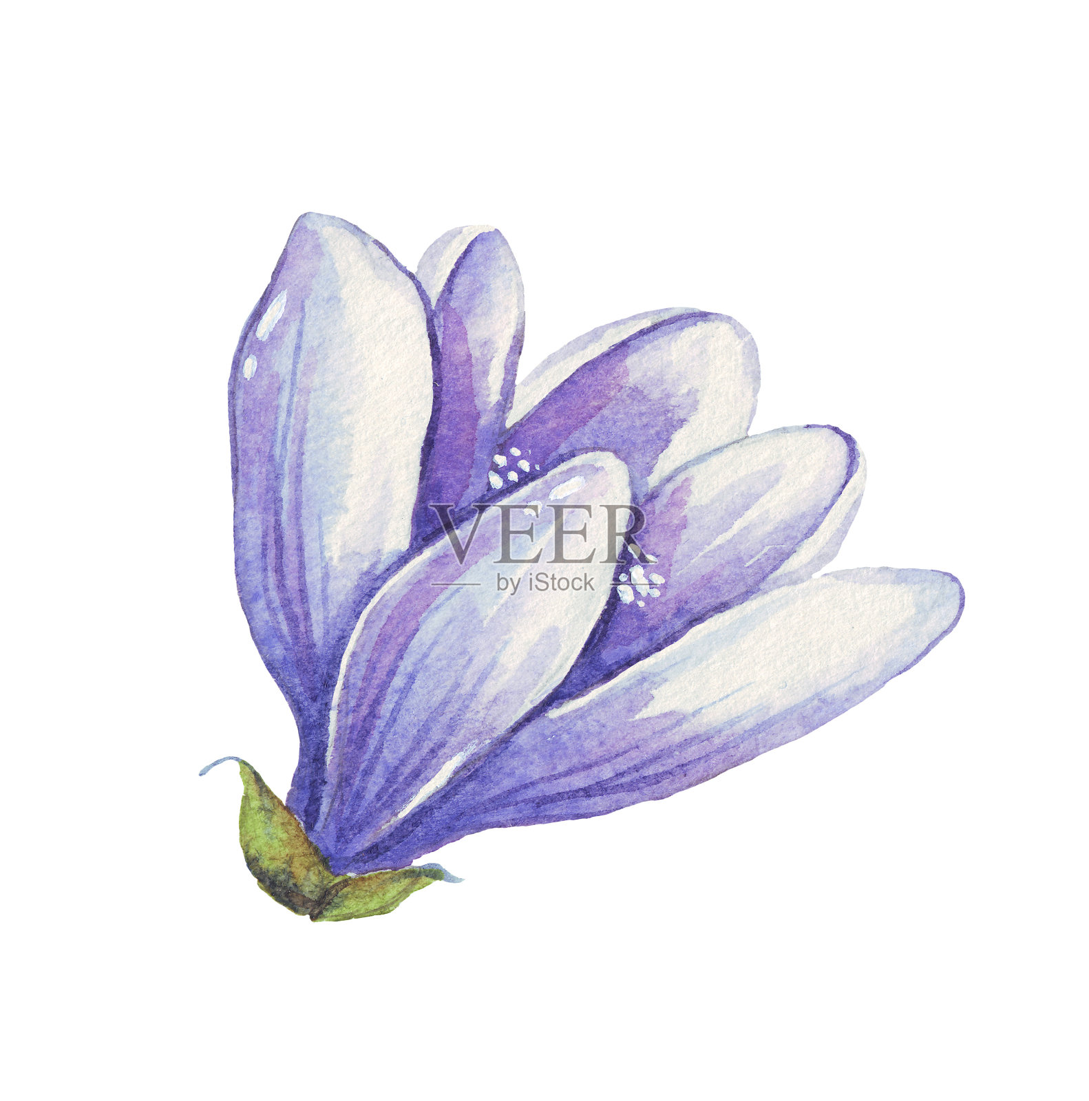 番红花。春天的花。水彩插图。手绘插画图片素材