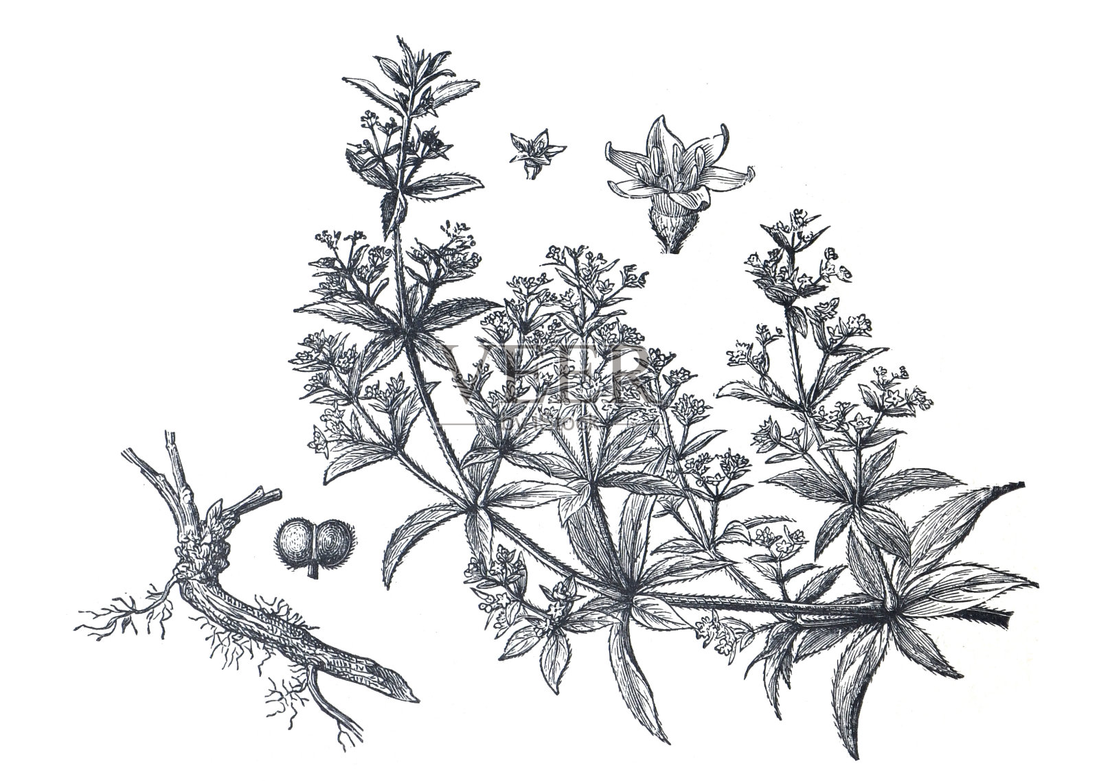 茜草属tinctorum植物。茜草一种玫瑰茜草或普通茜草或染色茜草手绘雕刻插图。设计元素图片