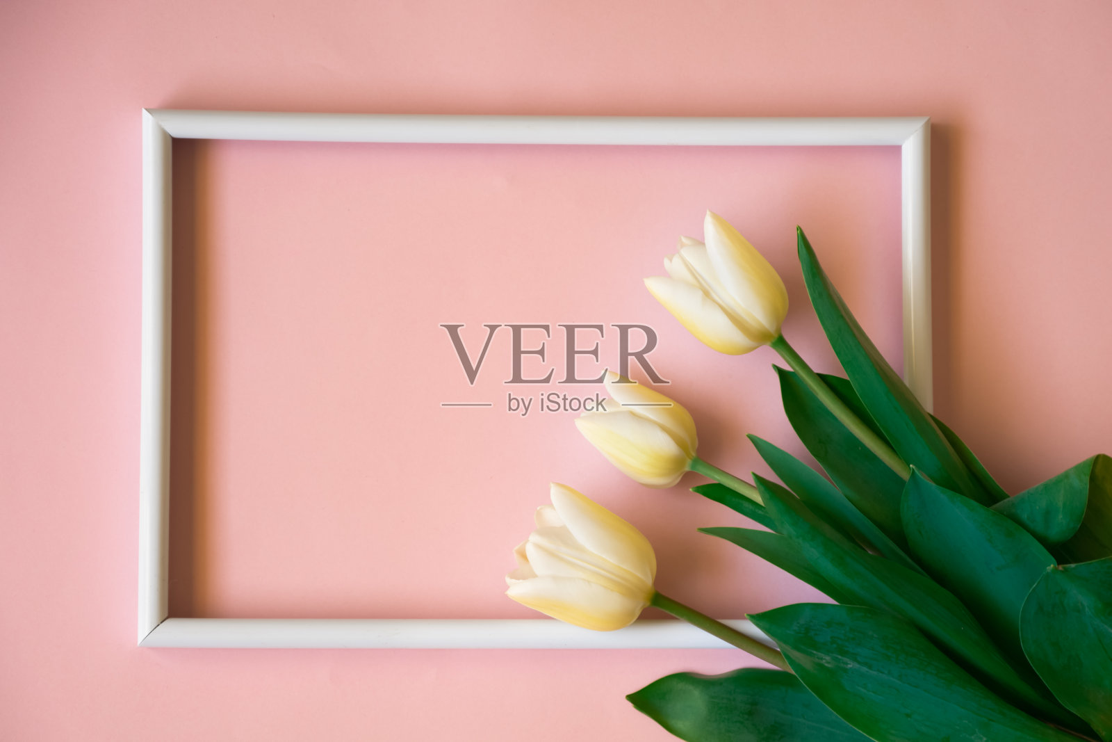 粉红色背景上的郁金香的俯视图照片摄影图片