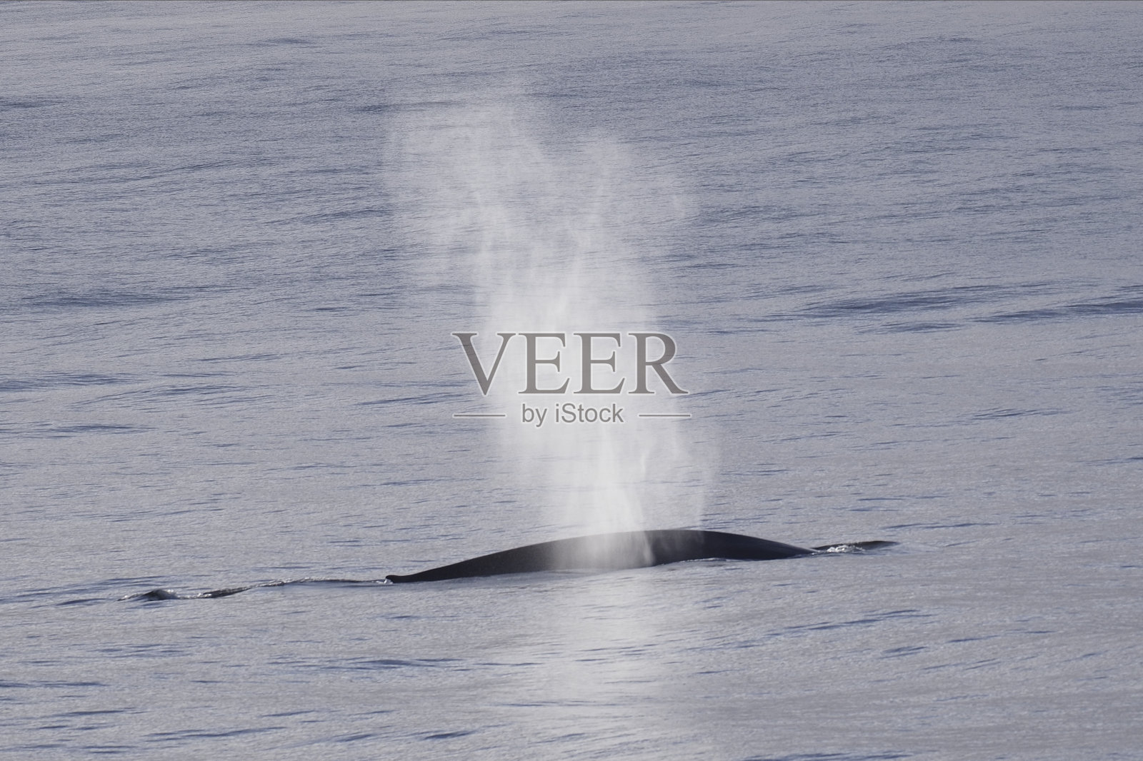 一只蓝鲸在昏暗的灯光下呼气照片摄影图片