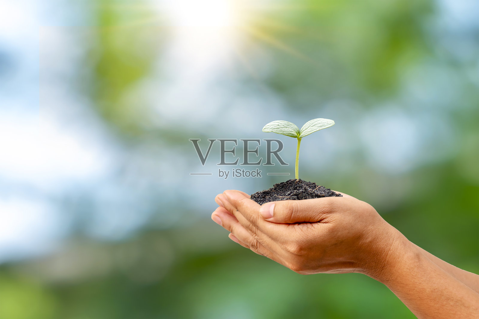 苗木或植物生长在土壤中农民动手模糊的绿色自然背景环境保护概念照片摄影图片